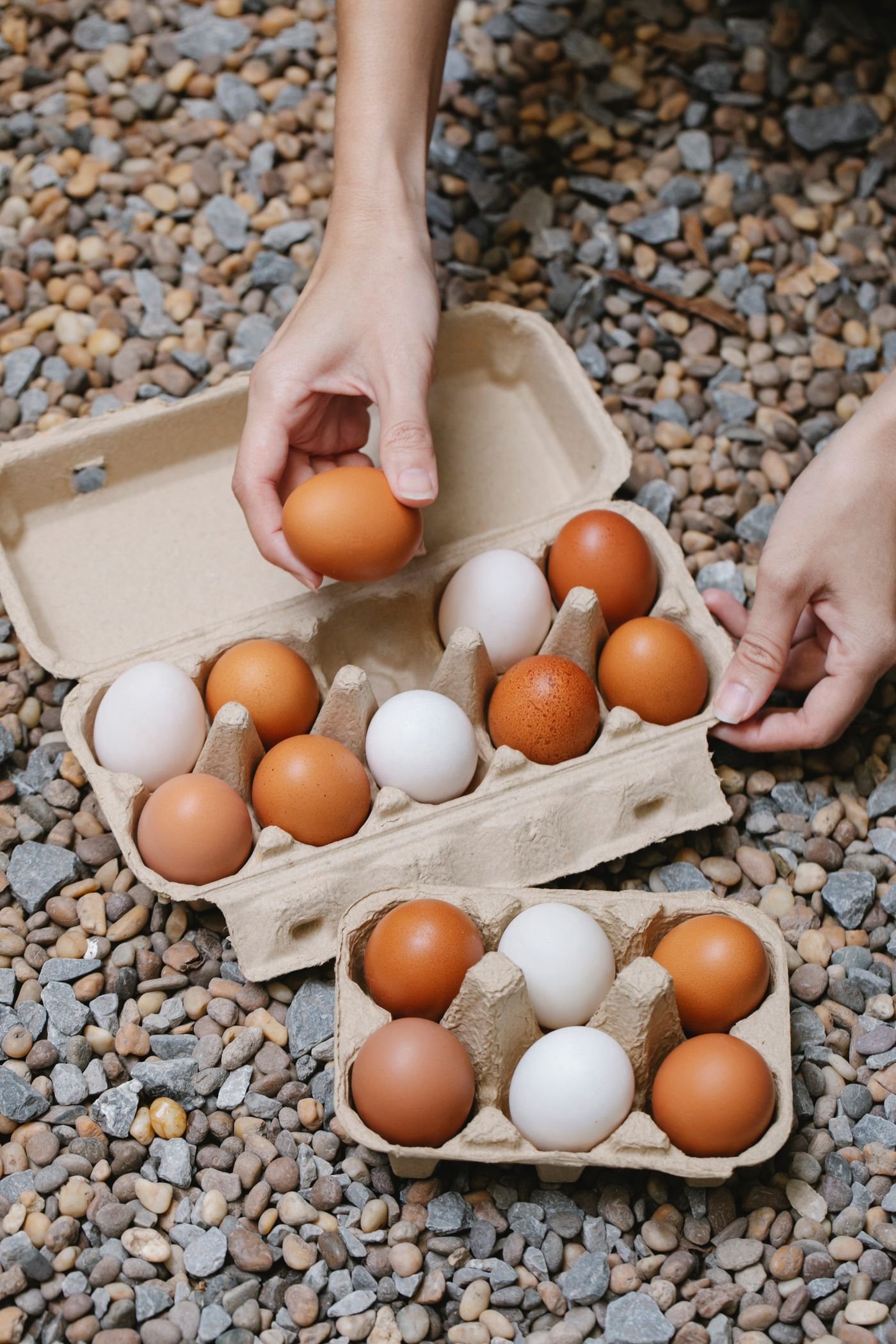 Cómo elegir la caja de huevo vacía perfecta para tu negocio: guía completa